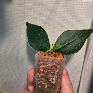 호야 폴리네우라 알보