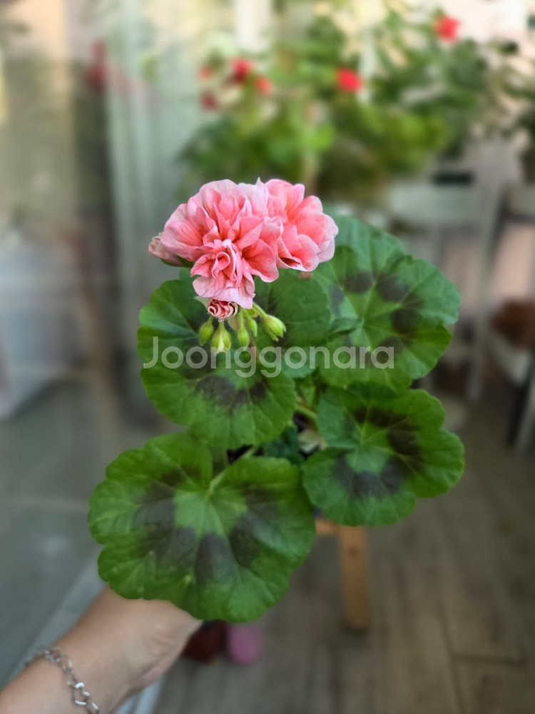제라늄(코코블랑드)--0