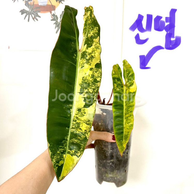 빌리에티에 바리에가타 (순화완료)--0