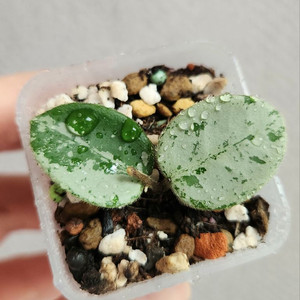 호야 마틸드 실버