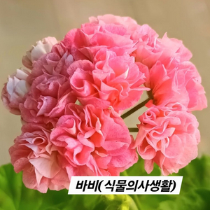 바비(식물의사생활) 제라늄