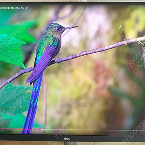 LG UHD 4K 32UQ750P 32인치 모니터