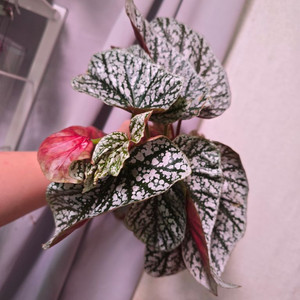 베고니아 스노우캡