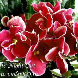 바이올렛) Girls night out 대품