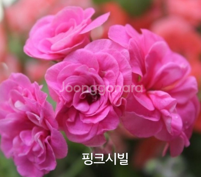 핑크시빌 세줄기 넘예쁜 중대품 아이비제라늄 1.2--2