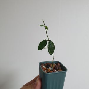 호야 리마 스플래쉬