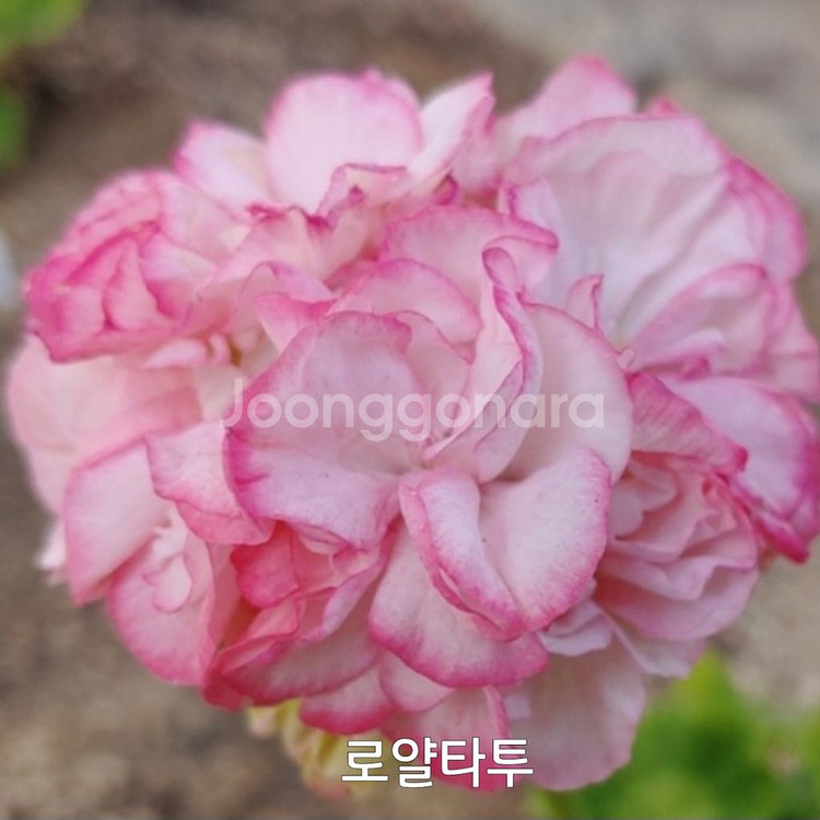 제라늄 로얄타투 대품 0.6--2