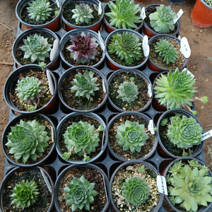 바위솔 10개 랜덤