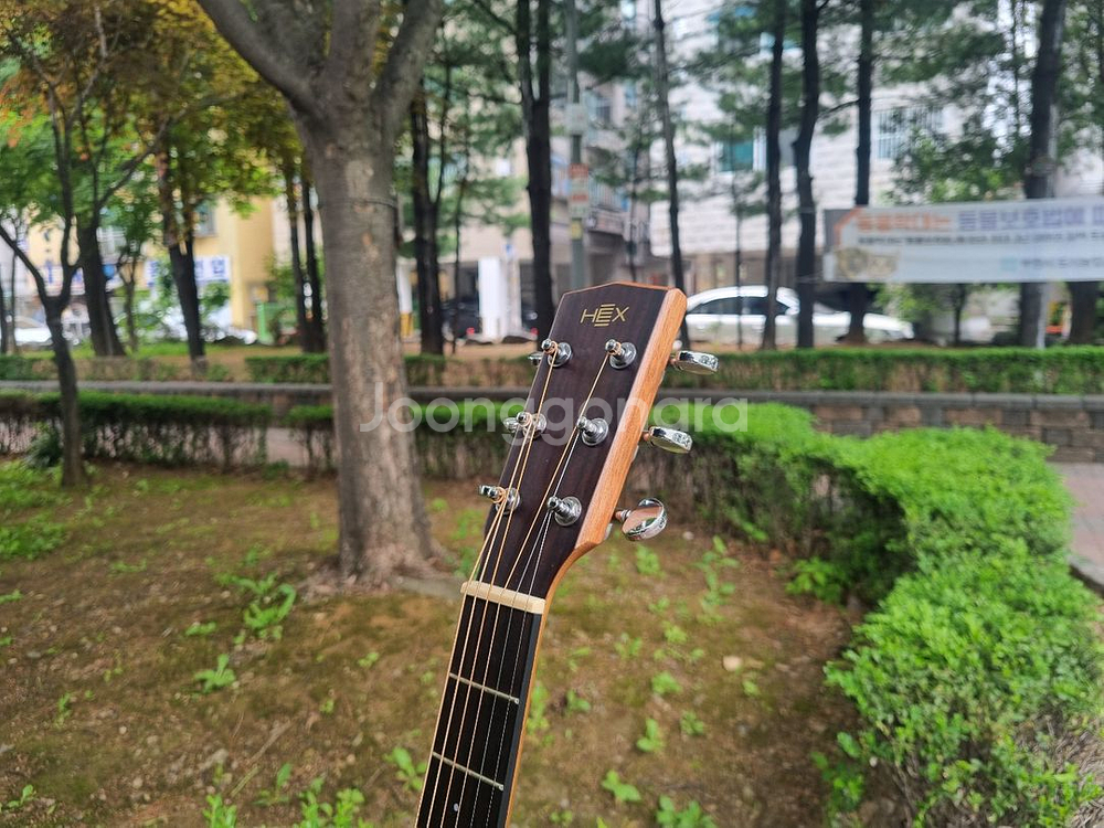 헥스 입문용 탑솔리드 드레드넛 바디 통기타 판매--3