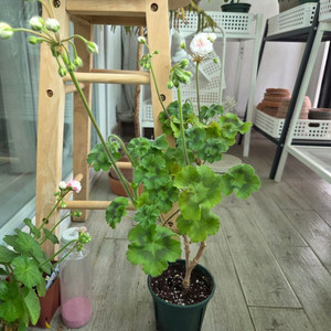 제라늄 (IV인스피레이션)