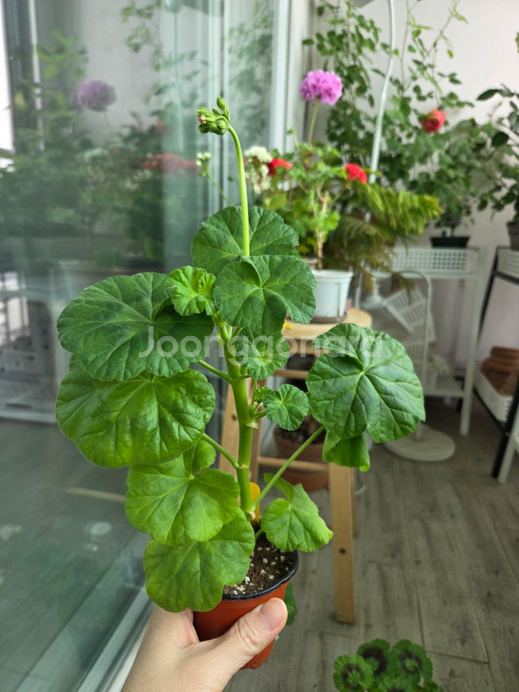 제라늄--1