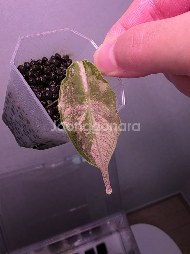 알로카시아 아즈라니 화이트 핑크 바리에가타--0