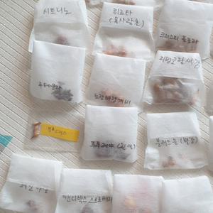 사랑초구근40종