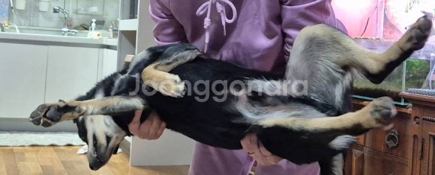 갤러리아상품권--0