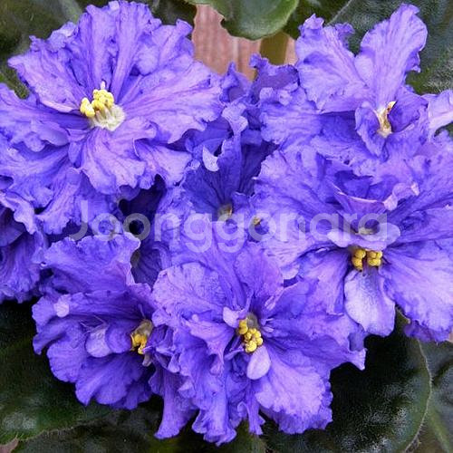 러시아 바이올렛) EK 블라디미르 7호분--0