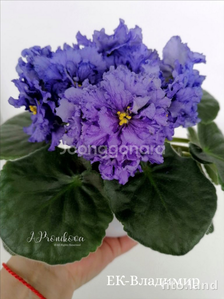 러시아 바이올렛) EK 블라디미르 7호분--1