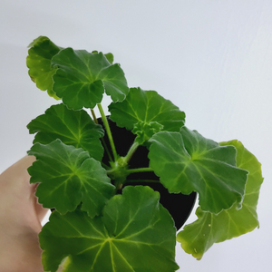 제라늄 고딕 (고티카) 러시아제라늄 1.5