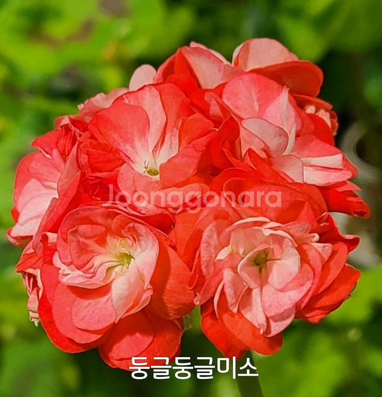 제라늄 둥글둥글미소 대품 0.7--0