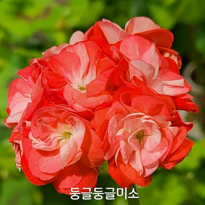 제라늄 둥글둥글미소 대품 0.7
