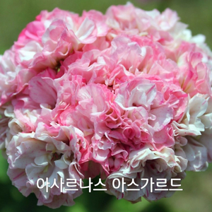제라늄 아사르나스아스가르드 세줄기1.0