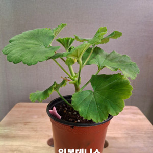 유럽제라늄
