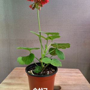 한국제라늄