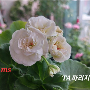 러시아제라늄