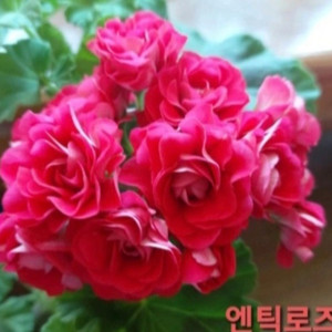 유럽제라늄