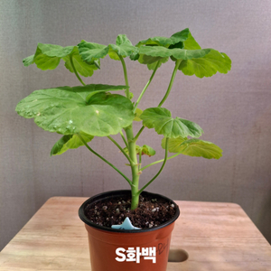 한국제라늄
