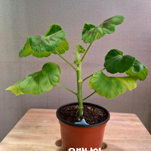 한국제라늄