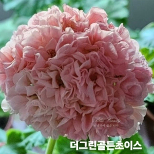 한국제라늄