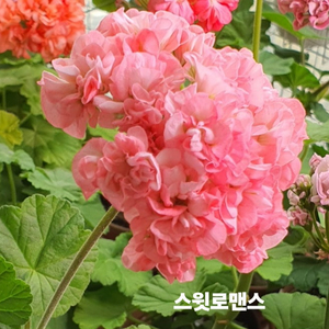 한국제라늄