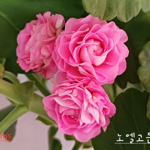 유럽제라늄