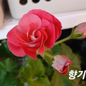 한국제라늄