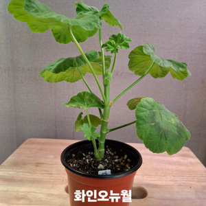 한국제라늄