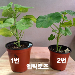 유럽제라늄