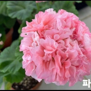 한국제라늄