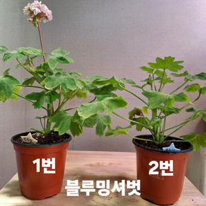 한국제라늄