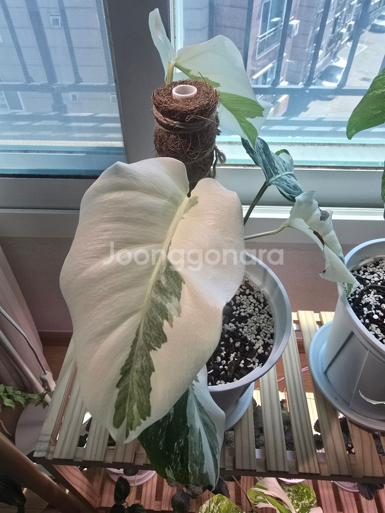 무천이 알보 분양합니다--1