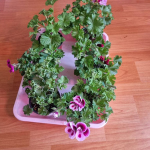 리갈 제라늄 6세트 일괄 입니다