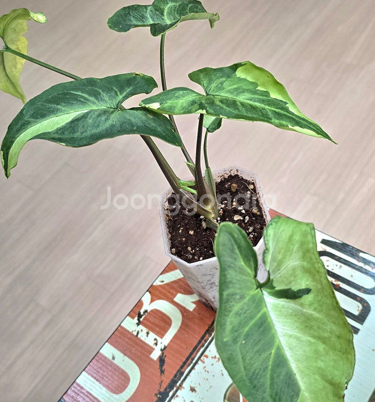 매직마블싱고니움--0