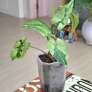 매직마블싱고니움