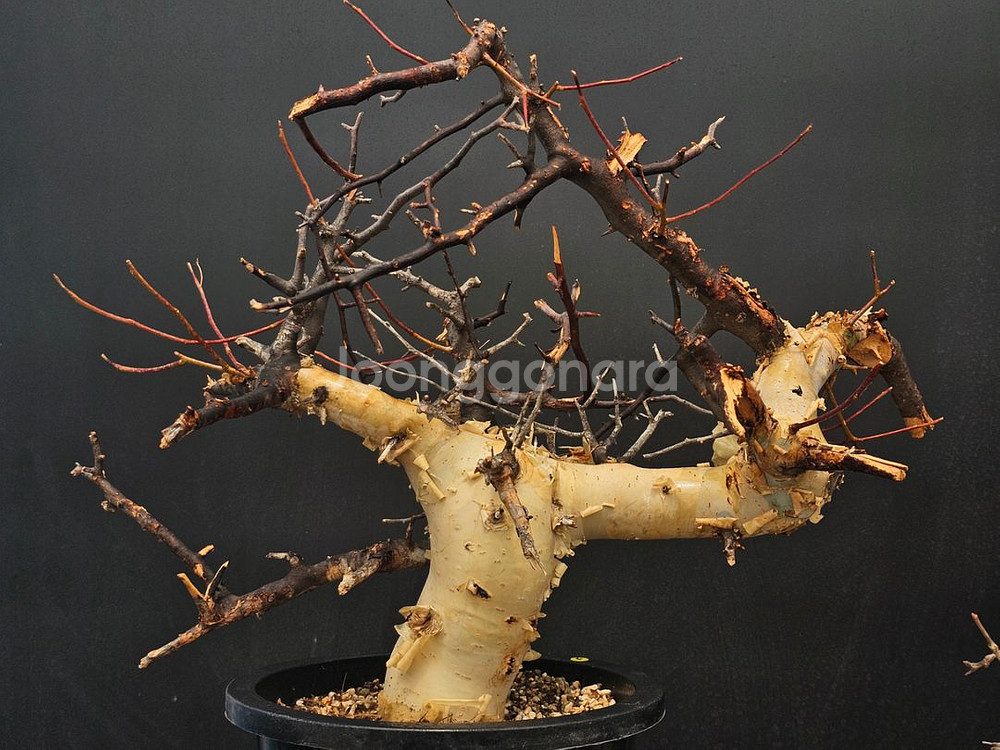 루팅된 고급품종 소말리아 카타프 (아프리카식물/코덱스)--0