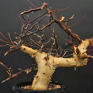 루팅된 고급품종 소말리아 카타프 (아프리카식물/코덱스)