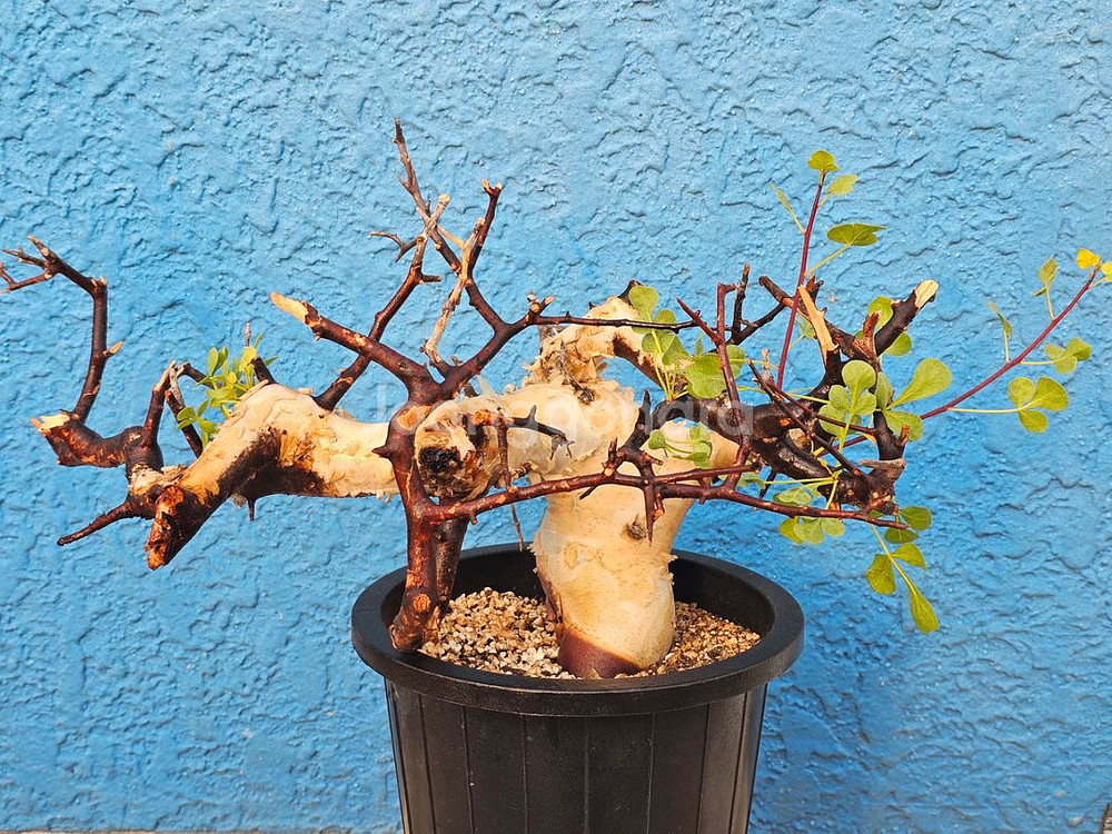 루팅된 고급품종 소말리아 카타프 (아프리카식물/코덱스)--1