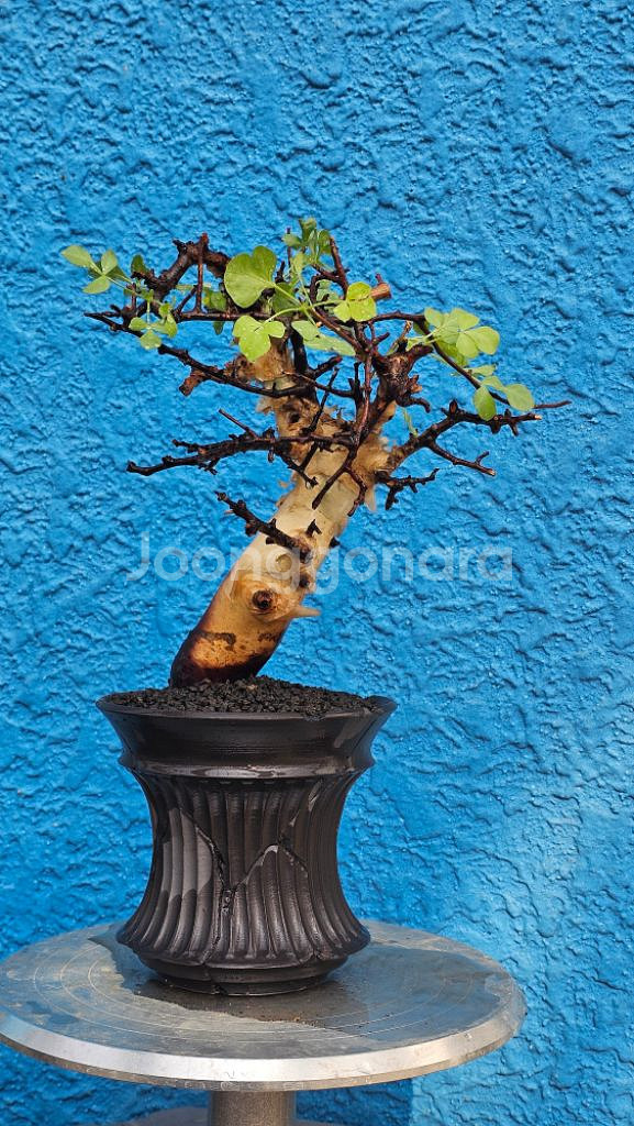 루팅된 고급품종 소말리아 카타프 (아프리카식물/코덱스)--3