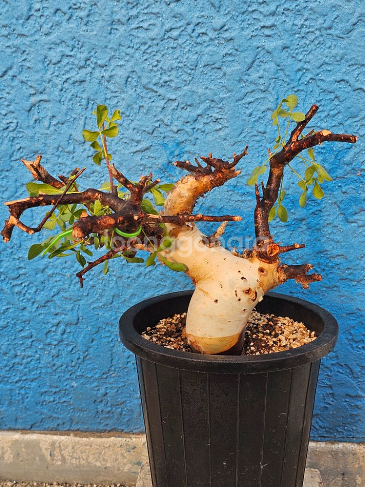 루팅된 고급품종 소말리아 카타프 (아프리카식물/코덱스)--2