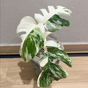몬스테라알보