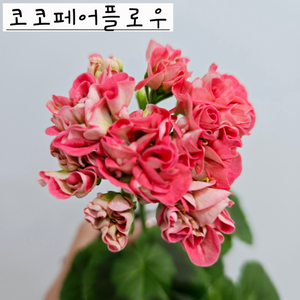 코코페어플로우 제라늄