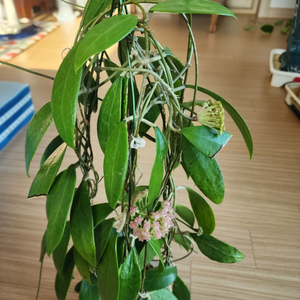 Hoya AH001